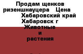 Продам щенков ризеншнауцера › Цена ­ 20 000 - Хабаровский край, Хабаровск г. Животные и растения » Собаки   . Хабаровский край